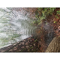 Tropical Storm Dorian  image